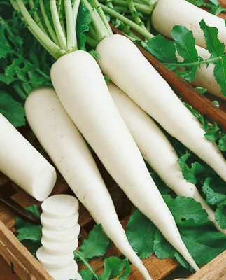 CYBEXIS Radish Seed(2400 per packet)