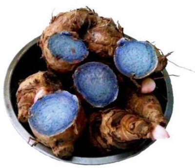 sreeujjai Black Turmeric Seed(10 per packet)
