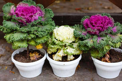 XOLDA Ornamental Kale Seed(37 per packet)