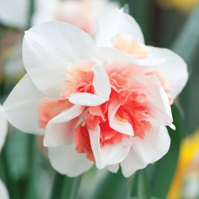 Audbhidhi Daffodil ‘White-Red’ Flower Bulbs Plant Seed for Winter Home Gardening Planting Seed(2 per packet)