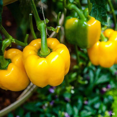 ZAKSCO BIZWORTH CAPSICUM Seed(15 per packet)