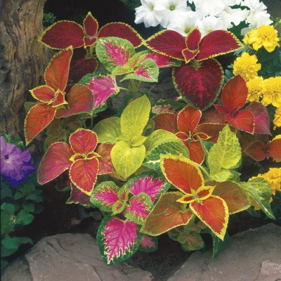 XOLDA Exotic Coleus Rainbow Mix Seed(71 per packet)