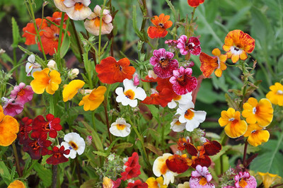 CYBEXIS Seeds - NEMESIA Carnival Mix flower seeds Seed(50 per packet)