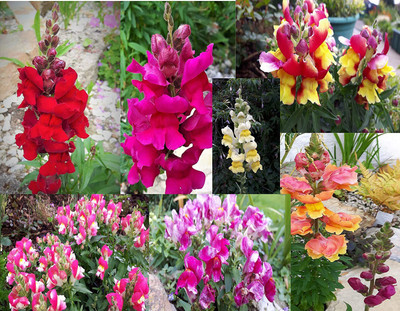 VibeX ICRA-665-Tetra Mix Seeds - Mixed Colour Snapdragon Seed(15 per packet)