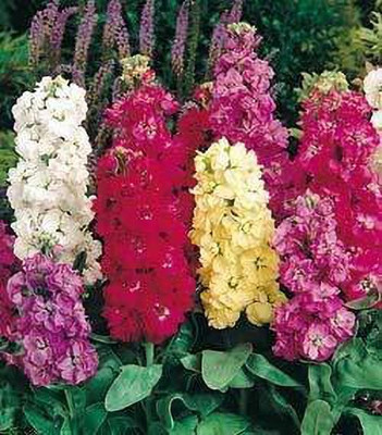 CYBEXIS Stock Matthiola Incana Mixed Color Flower Seeds Seed(1 g)