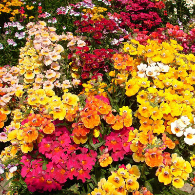 VibeX NBIR-3-Nemesia Carnival Mix Seed(10 per packet)