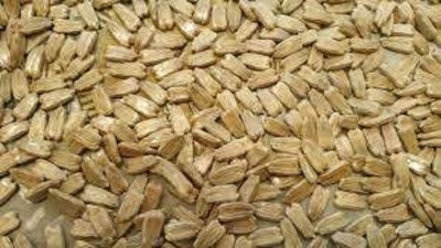 Sjeme Pusa Meghdoot Bottle Gourd Lauki seed Seed(100 per packet)