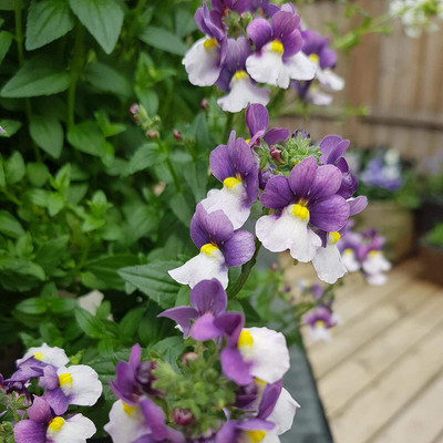 CYBEXIS Mix Nemesia Sweet Scent/Annual Flower Seeds Seed(50 per packet)