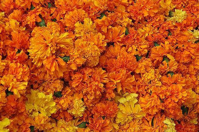 Paudha Marigold Gendaphool Mix Seed(14 per packet)