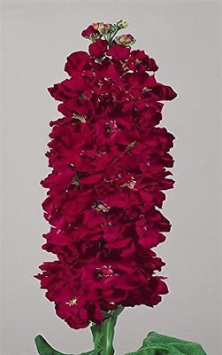 CYBEXIS Evening Stock Matthiola Red Flower Seeds Mix/Reseeding Annual Seed(50 per packet)