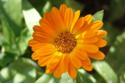 DROXTY ® NBIR-11-Calendula Mixed Colour | F1 Hybrid Flower -100 x Seeds Seed(100 per packet)