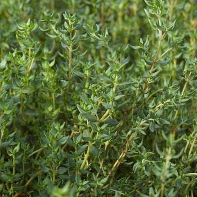 XOLDA Thyme Seed(15 per packet)