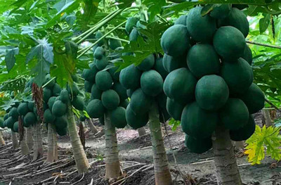 Paudha Papaya 786 HYBRID Seed(35 per packet)