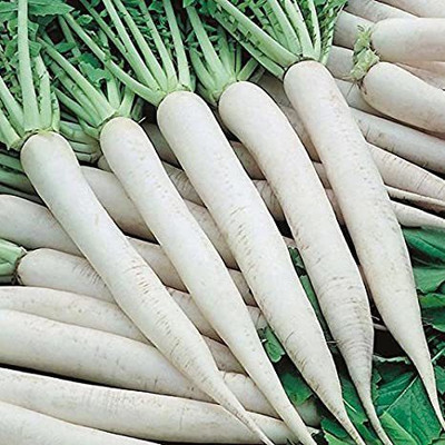 XOLDA Radish Seed(33 per packet)