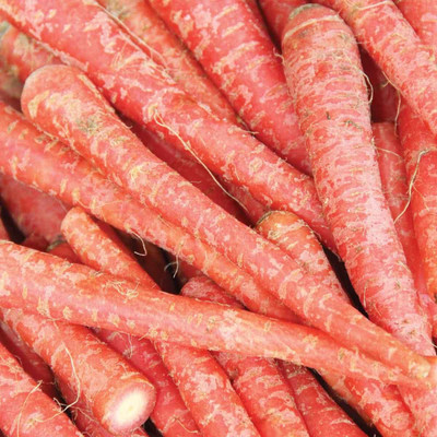 XOLDA Hybrid Carrot Desi Seed(13 per packet)