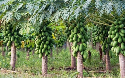 Foscos Papaya Seed(100 per packet)