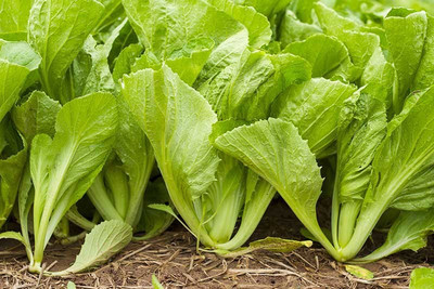 modernseed Mustard Leaves/Sarso Saag Seed(13 per packet)