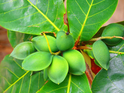VibeX ® LXI-7 Terminalia bellirica/Almond Tree, Baheda Seeds Seed(25 per packet)