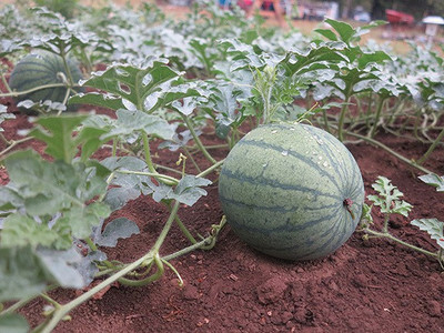 ME Traders Watermelon 786 Hybrid Seed(43 per packet)