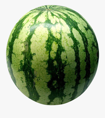 Paudha Watermelon 786 Hybrid Seed(33 per packet)