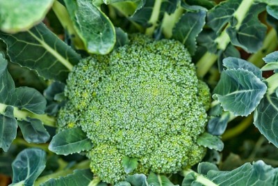 Sjeme Green Magic broccoli seed Seed(170 per packet)