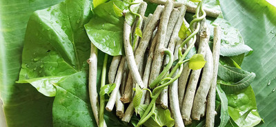 VibeX Giloy/Neem Giloy Fresh Stems Seed(5 per packet)