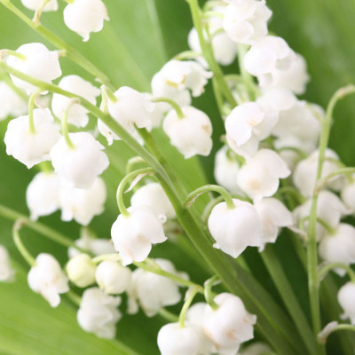 Redoak Bell Orchid Seeds - White Seed(50 per packet)