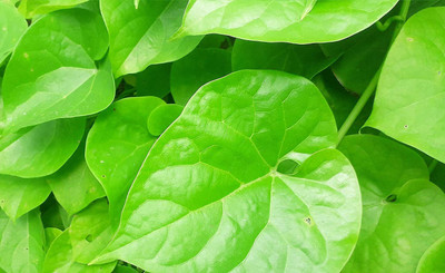 VibeX Giloy | Gulvel | Tinospora Cordifolia | Gurcha | Guduchi | Amrta Fresh Stem Seed(6 per packet)