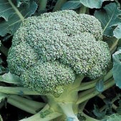 Sjeme DiCicco broccoli seed Seed(50 per packet)