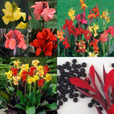 DIVINE ®EF- Mixed Color and Hybrid Flower Seeds -0A85 Seed(20 per packet)