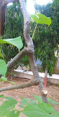 VibeX Geeloh Amrita Guchcha Neem Giloy Stem For Plantation Seed(12 per packet)