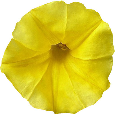 Nema Climbing Yellow Morning Glory Seed(100 per packet)