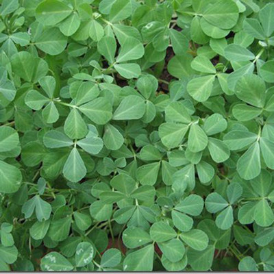 ME Traders Methi/Fenugreek Seed(53 per packet)