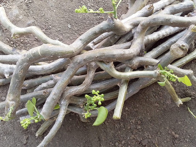 VibeX Giloy Stems Guruch Plantation Seed(20 per packet)