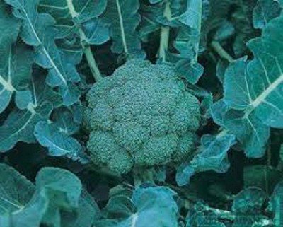Sjeme Blue Wind broccoli seed Seed(190 per packet)