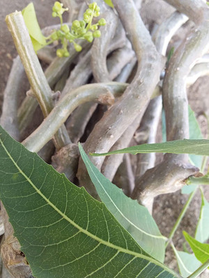 VibeX Fresh Neem Giloy|Picked from Forest| Neem Giloy Seed(20 per packet)