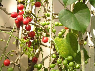 VibeX Geeloh Amrita Guchcha Neem Giloy Stem For Plantation Seed(20 per packet)