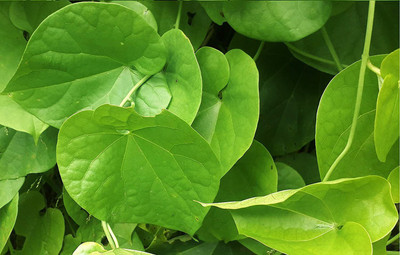 VibeX Neem Giloy Stems/Seeds Seed(20 per packet)