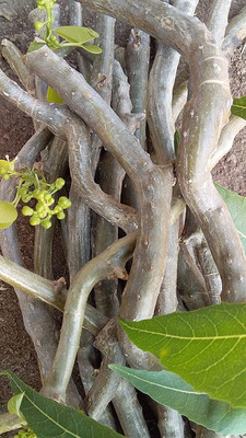 VibeX Neem Giloy|Picked from Forest| Neem Giloy (6 CM Each) Seed(2 per packet)