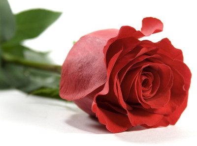 Nema Red Rose Seeds Seed(50 per packet)