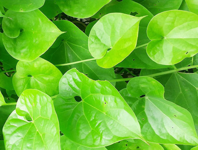 VibeX XII-183-Picked from Forest| Neem Giloy (6 CM Each) Seed(3 per packet)