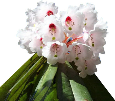 Futaba Azalea Flower Seed(50 per packet)