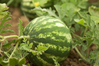 Paudha Watermelon 786 Hybrid Seed(25 per packet)