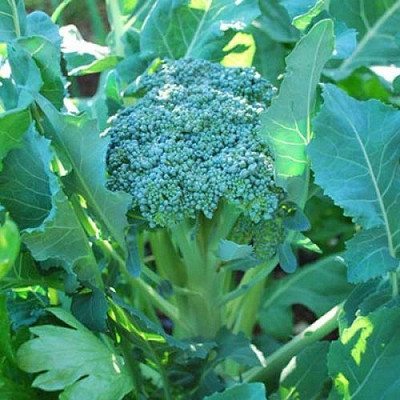 Sjeme Waltham 29 broccoli seed Seed(35 per packet)