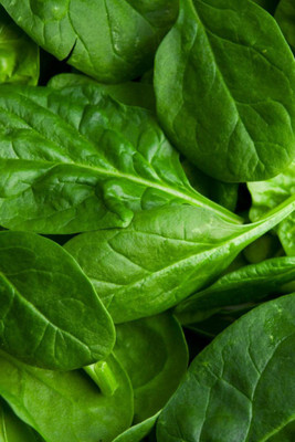 PLANTZON Spinach Seed(30 per packet)