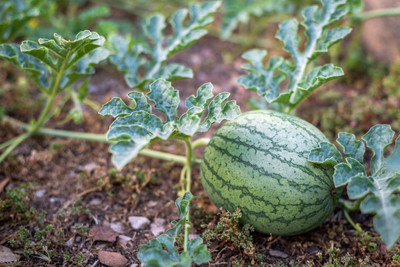 Paudha Watermelon 786 Hybrid Seed(15 per packet)