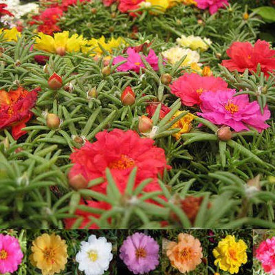 Paudha Portuluca Mixed / Rose Seed(45 per packet)