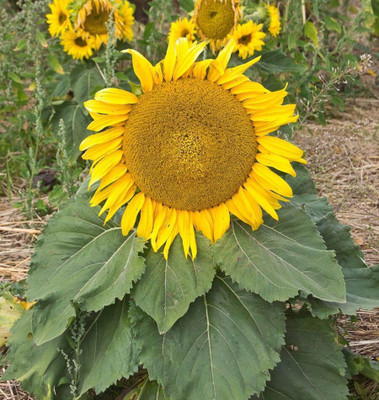 Arlo Sunflower Sunspot Seed(25 per packet)