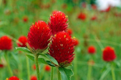 seedagro Gomphrena Red Seed(35 per packet)