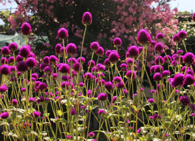 XOLDA Gomphrena Purple Seed(10 per packet)